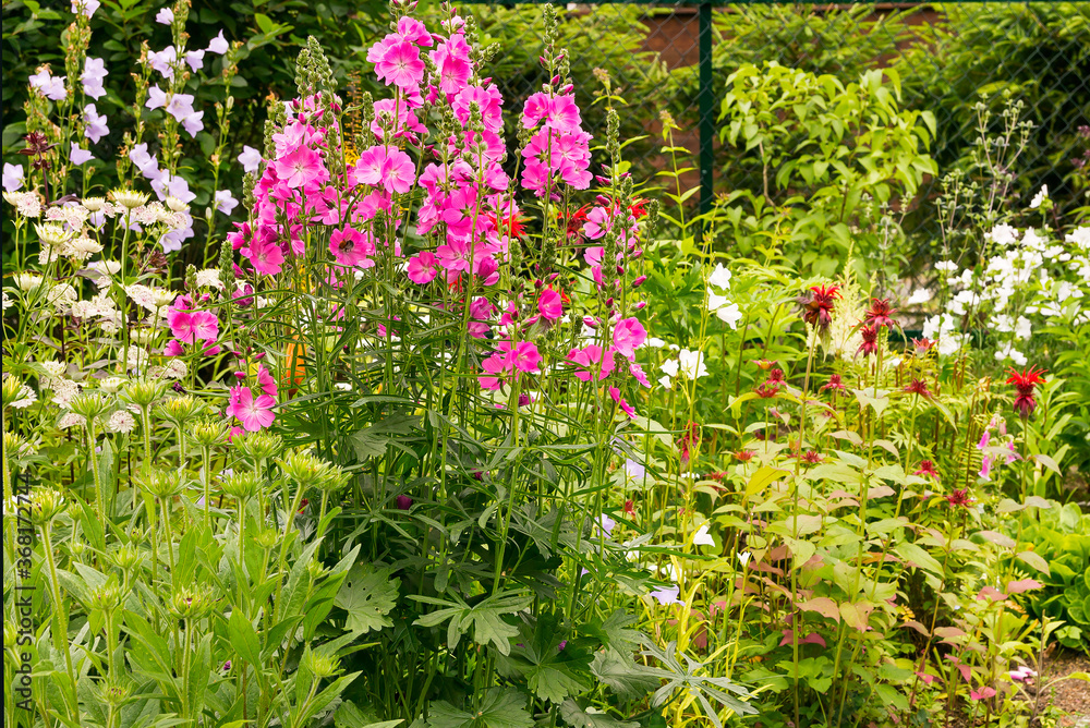 In the foreground of the garden is a tall perennial plant Sidalcea In the foreground of the garden is a tall perennial plant Sidalcea