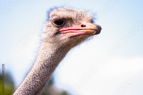 funny ostrich on a farm in a village in summer