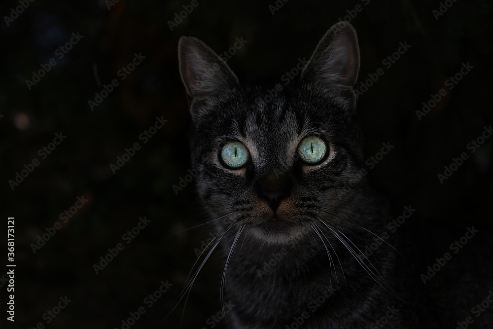 A cat with big green eyes in the dark.