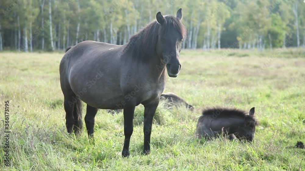 Beautiful view of a pack of wild horses grazing in the morning Beautiful view of a pack of wild horses grazing in the morning