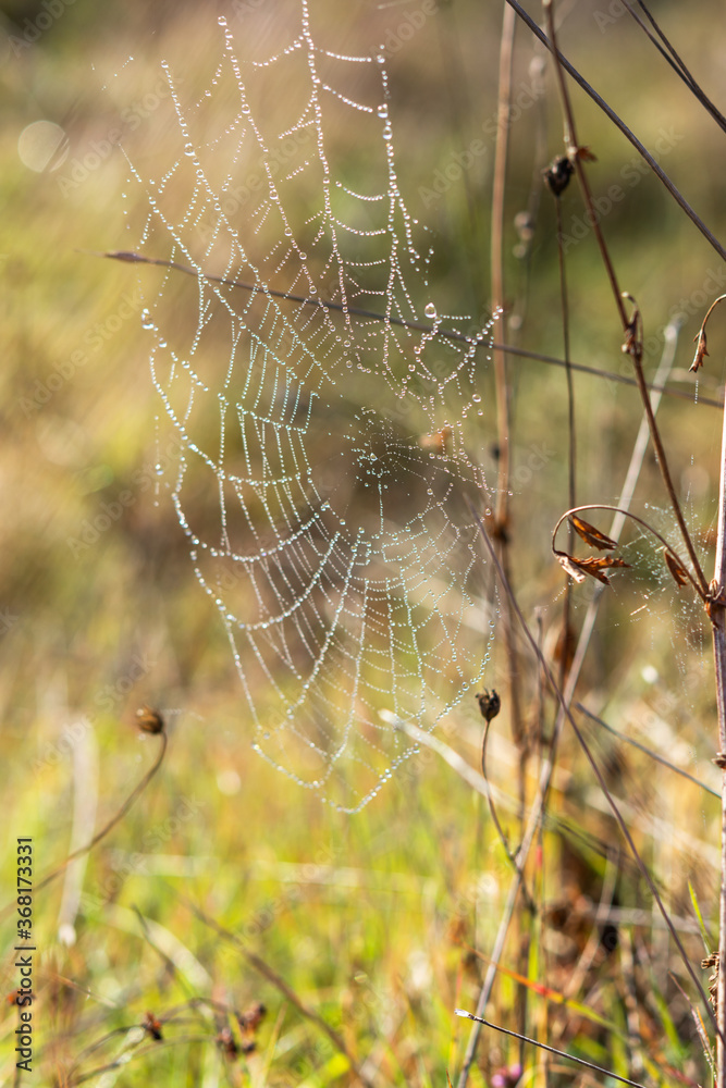 custom made wallpaper toronto digitalSpider web in dew drops on an autumn Bush. Gentle natural autumn background. The grace and weightlessness of a fine web. Selective focus and blurred background of foliage.