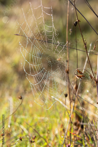 Wallpaper Mural Spider web in dew drops on an autumn Bush. Gentle natural autumn background. The grace and weightlessness of a fine web. Selective focus and blurred background of foliage. Torontodigital.ca