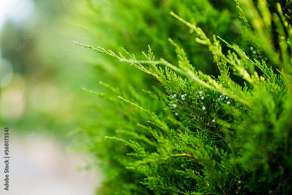 Juniper Branch. Close up View with Blurred Background. Juniper Tree Texture Background. Juniper Branch. Close up View with Blurred Background. Juniper Tree Texture Background.