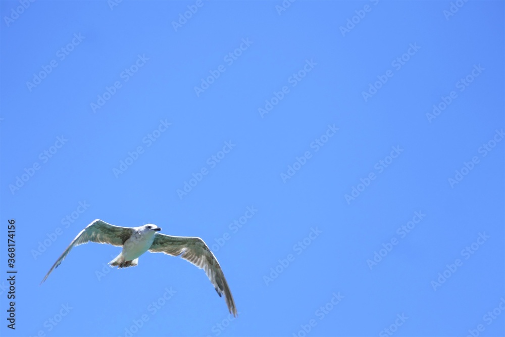 Fototapeta premium Seagull spread wings and fly in the blue sky