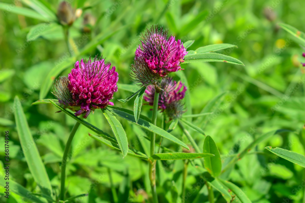 Bright purple Trifolium alpestre flower heads on a green blurred background. Young juicy blooming clover close-up, natural background with copy space Bright purple Trifolium alpestre flower heads on a green blurred background. Young juicy blooming clover close-up, natural background with copy space