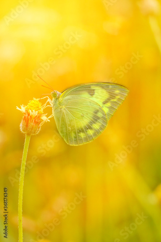 butterfly on flower © DECHA