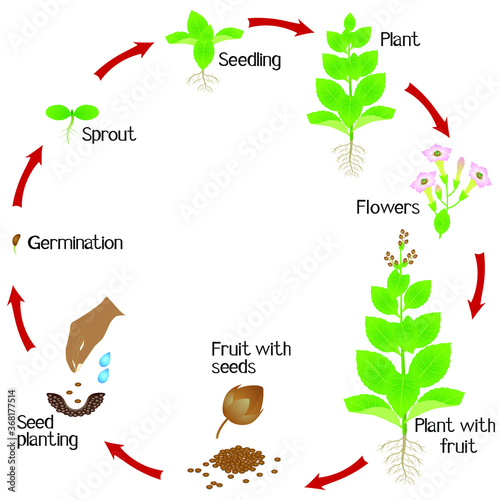 Cycle of a tobacco plant growth isolated on white background.