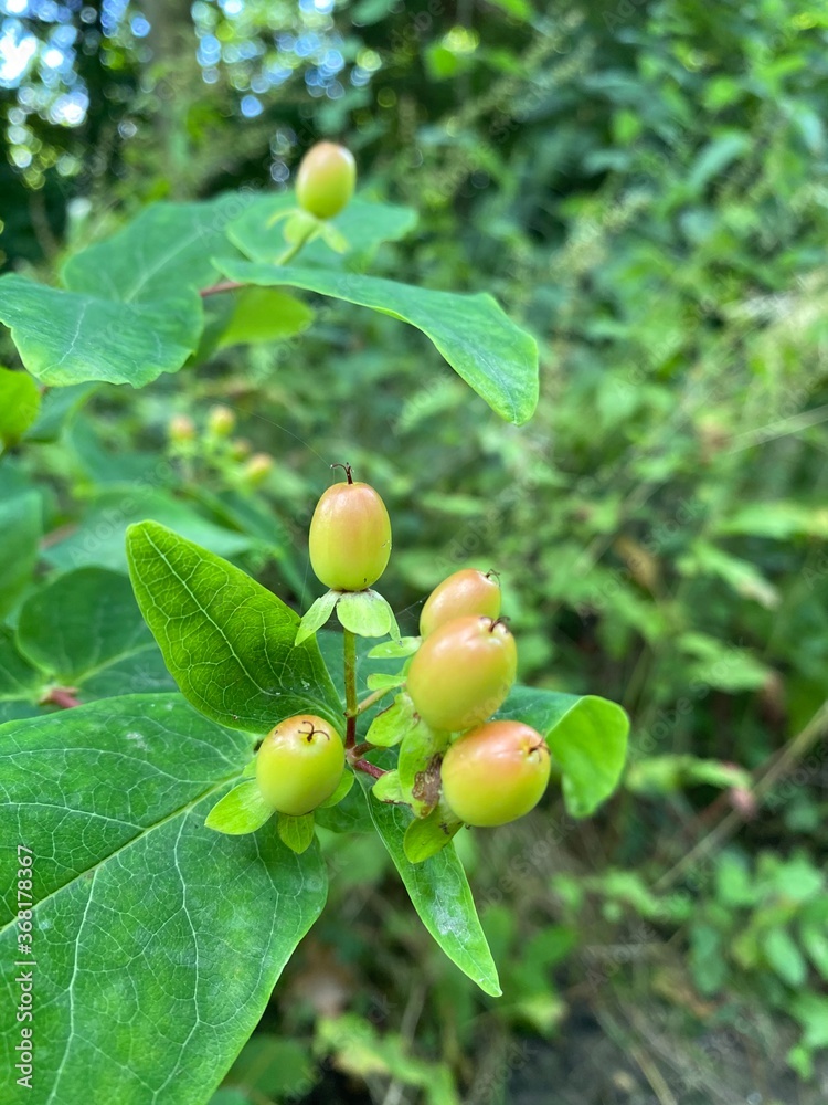 Obraz premium gooseberries on a bush