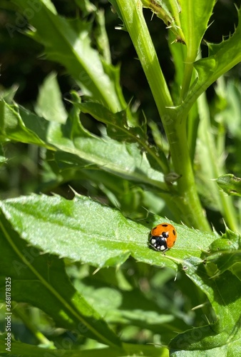 ladybird on a leaf © BC-Consulting
