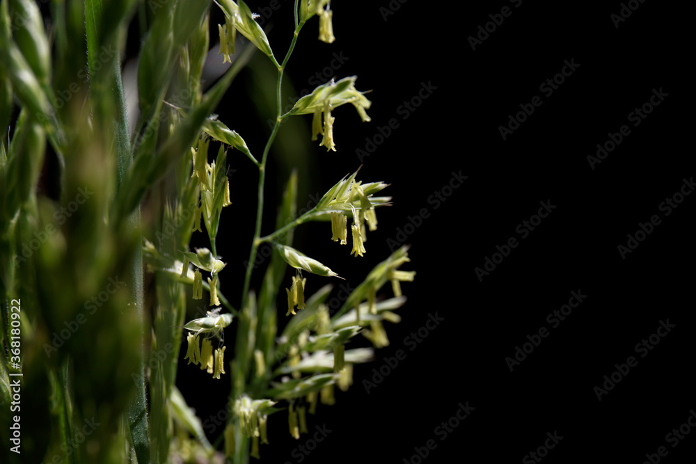 Fototapeta premium Festuca pratensis. Flowering grass with seeds on a black background. Closeup. Selective focus
