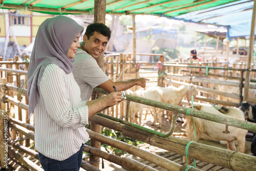 man and woman farmer at their farm checking the animal health together