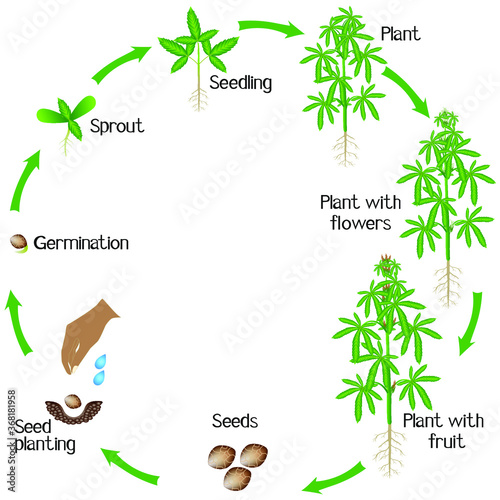 Cycle of a cannabis plant growth isolated on white background.
