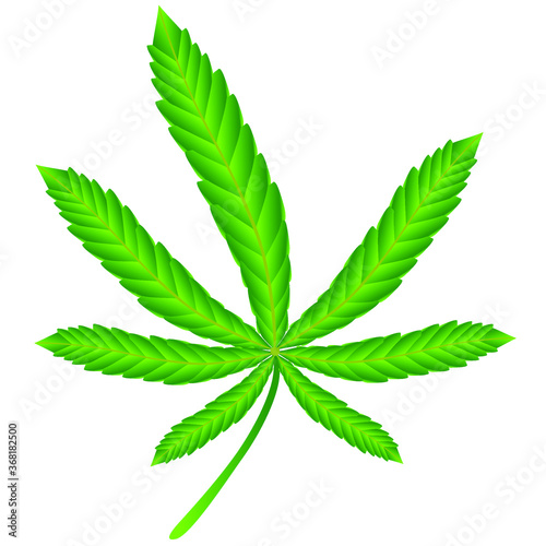 A green cannabis leaf is isolated on a white background.