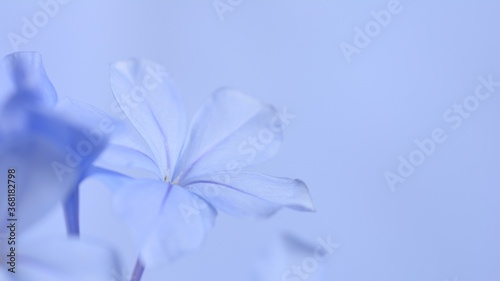 Cape leadwort or white plumbago flowers with natural blurred background.