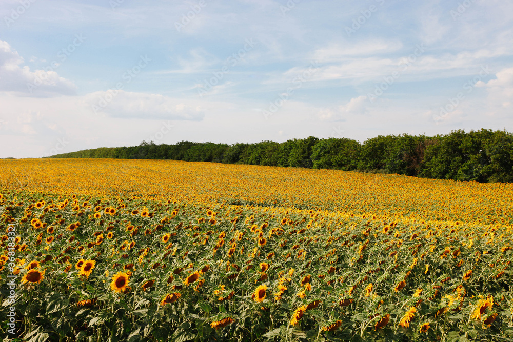 field of orange sunflowers