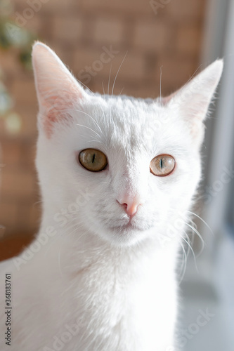 portrait of a white cat with yellow eyes