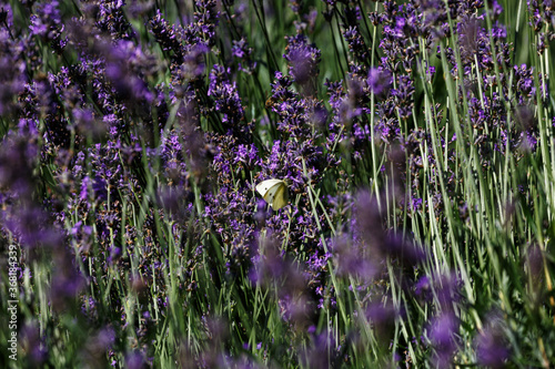 Butterfly on blooming lavender in the garden