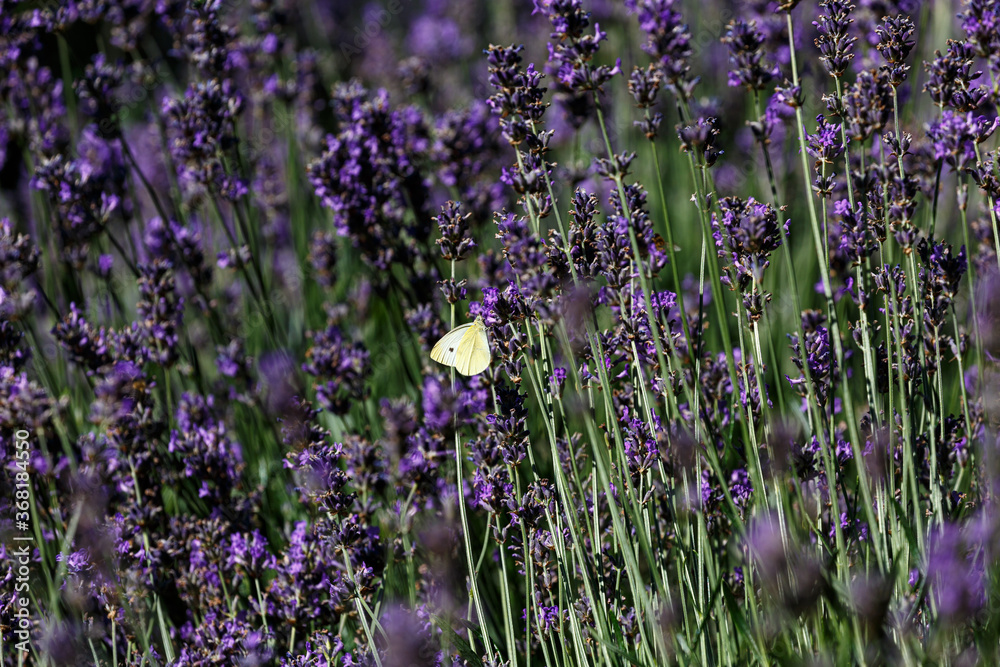 Obraz premium Butterfly on blooming lavender in the garden