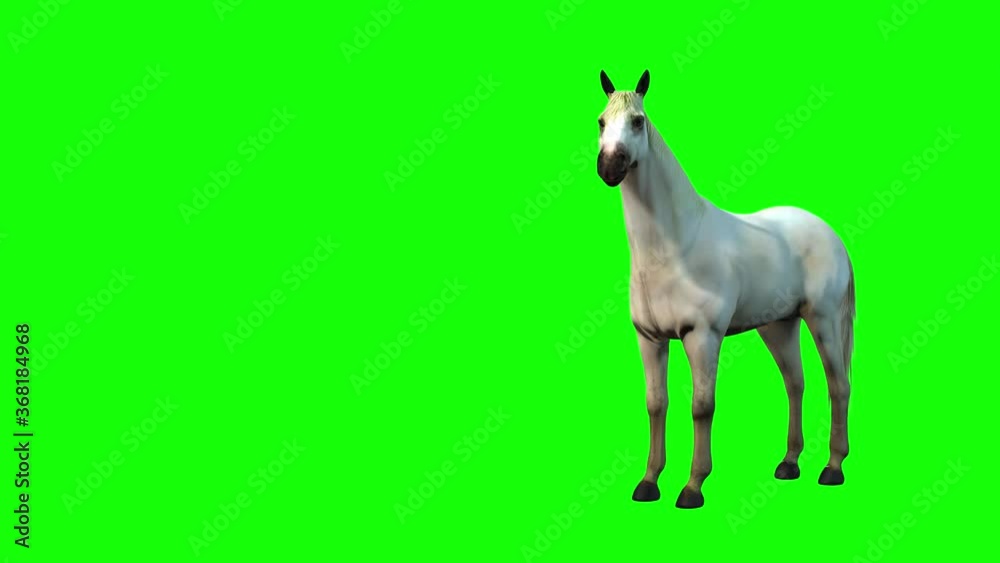 4k 3d animation of a white horse , standing, walking, running and rearing up on his hind legs.