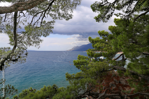 View of the Adriatic sea through the pine trees in Brela, Croatia © Katya