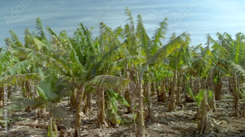 Wallpaper Mural Aerial view of banana plantation Torontodigital.ca