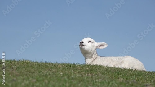 Cute white  lamb lying on meadow in springtime in front of blue sky and chewing