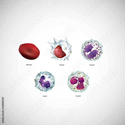 blood cells