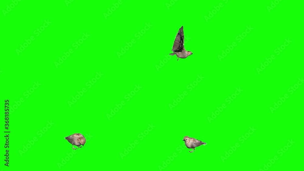 4k 3d animation of three sparrow birds, performing different movements, walking eating and flying. 4k 3d animation of three sparrow birds, performing different movements, walking eating and flying.