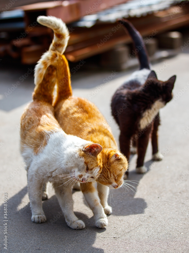 A group of cats caress each other