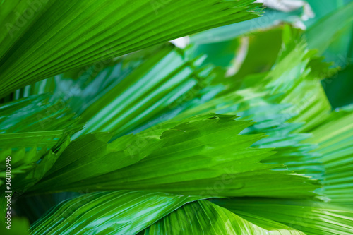 Closeup macro of green leaf texture. nature background.