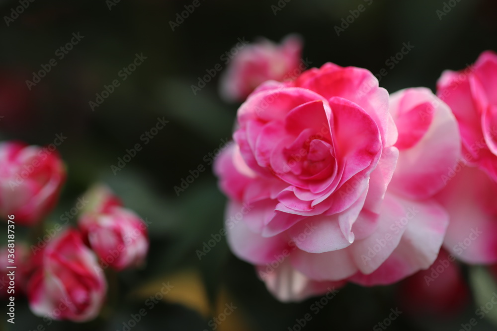 ピンクと白のマーブル模様のバラの花
Beautiful rose flower with a mixed pattern of pink and white. ピンクと白のマーブル模様のバラの花
Beautiful rose flower with a mixed pattern of pink and white.