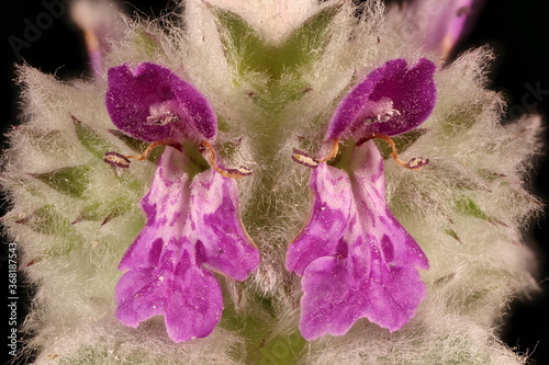 Lamb's-Ear (Stachys byzantina). Flowers in a Verticillaster Closeup photo