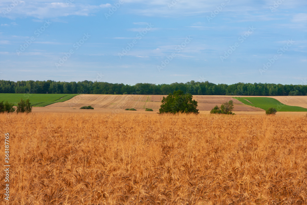 landscape showing the colors of ripening grain, green forest, sandy field and blue sky with white clouds