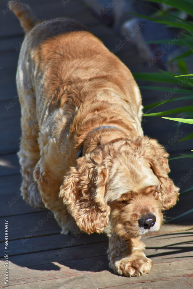 Dog Cocker Spaniel walks in the park Dog Cocker Spaniel walks in the park