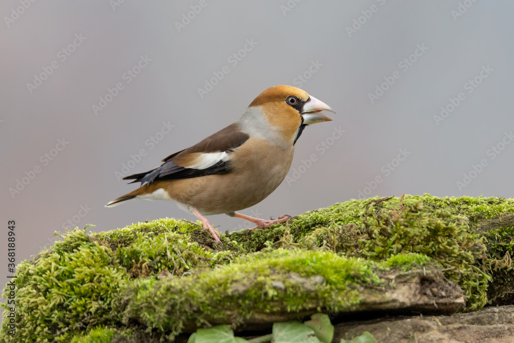 Fototapeta premium Beautiful portrait of Hawfinch (Coccothraustes coccothraustes)