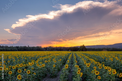 Sunflower field at the end of the day in Provence, France © serge