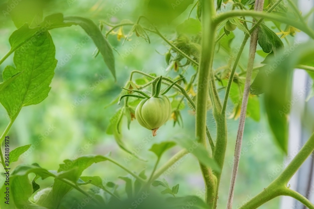 closeup group of green tomatoes growing in greenhouse. blurry background closeup group of green tomatoes growing in greenhouse. blurry background