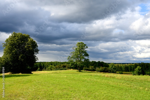 View of the top of a hill covered with grass and with two tall trees growing there next to a dense forest or moor spotted right before a strong thunderstorm with moody, puffy clouds above the horizon