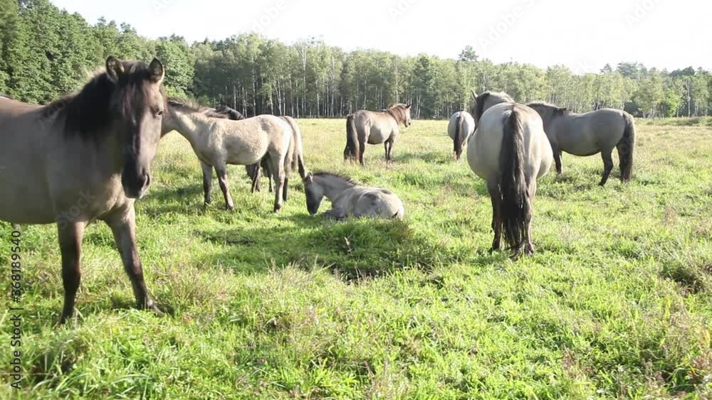 Beautiful view of a pack of wild horses grazing in the morning Beautiful view of a pack of wild horses grazing in the morning