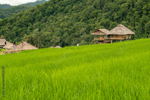 Pa Bong Piang Rice Terraces, Chiang Mai, Thailand, 21 July 2020. 