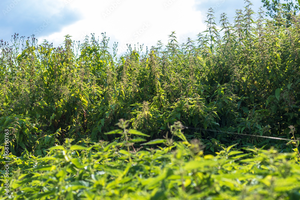 Fototapeta premium natural lighting of the frame. Wild, flower. The nettle is growing. Weed. Close-up.