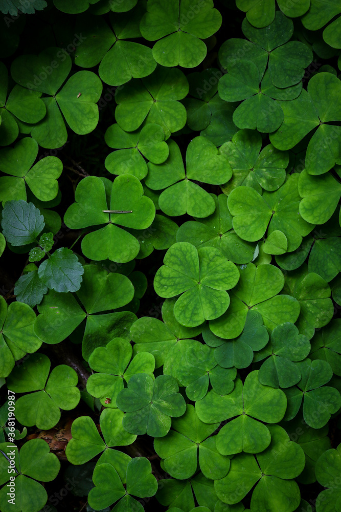 Green clover plant young leaves with water drops carpet vertical background Green clover plant young leaves with water drops carpet vertical background