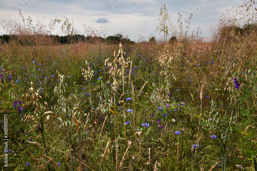 Dzika łąka pełna rozmaitych dzikich kwiatów i kwitnących traw.