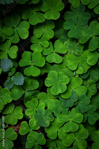 Green clover plant young leaves with water drops carpet vertical background