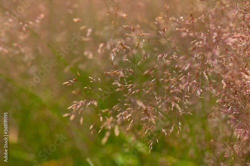 Zbliżenie na źdźbła trawy z nasionami na dzikiej łące.