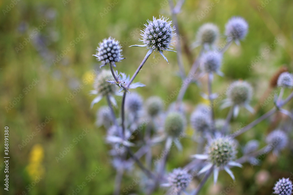 Sea Holly (Eryngium) purple-blue plant in the summer meadow Sea Holly (Eryngium) purple-blue plant in the summer meadow