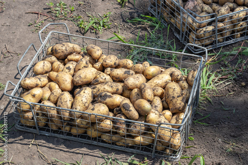 Harvesting Potatoes. Fresh Potatoes Dig From Ground With Spade. Fresh Potato. potatoes in a box