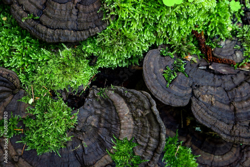 Dark wild wood mushrooms on green moss background