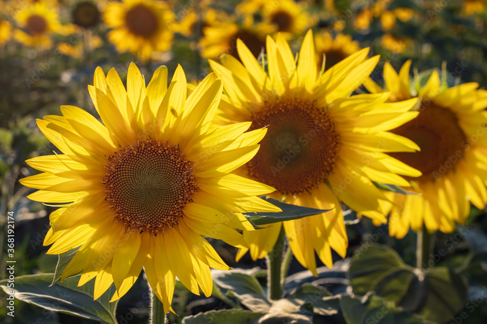 Yellow sunflowers. Field of sunflowers, rural landscape Yellow sunflowers. Field of sunflowers, rural landscape