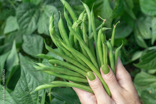 Harvest of green fresh beans in a garden. Hands hold green beans.